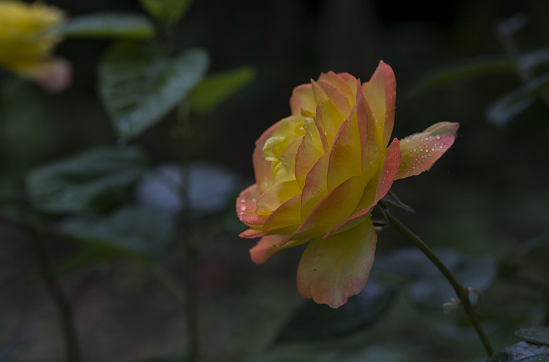 月季花 摄影 六月雨