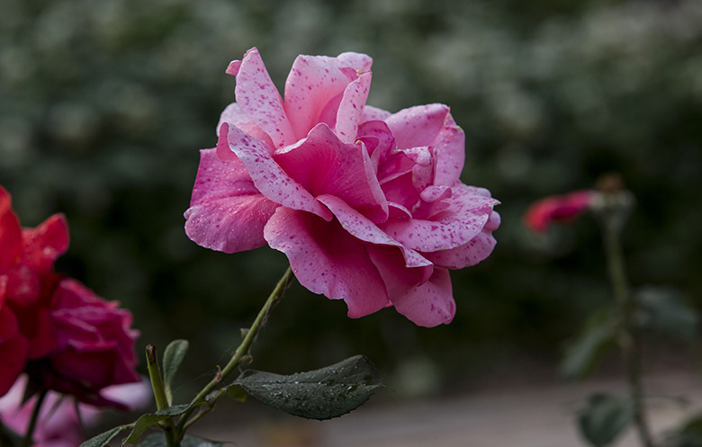 粉月季 摄影 六月雨