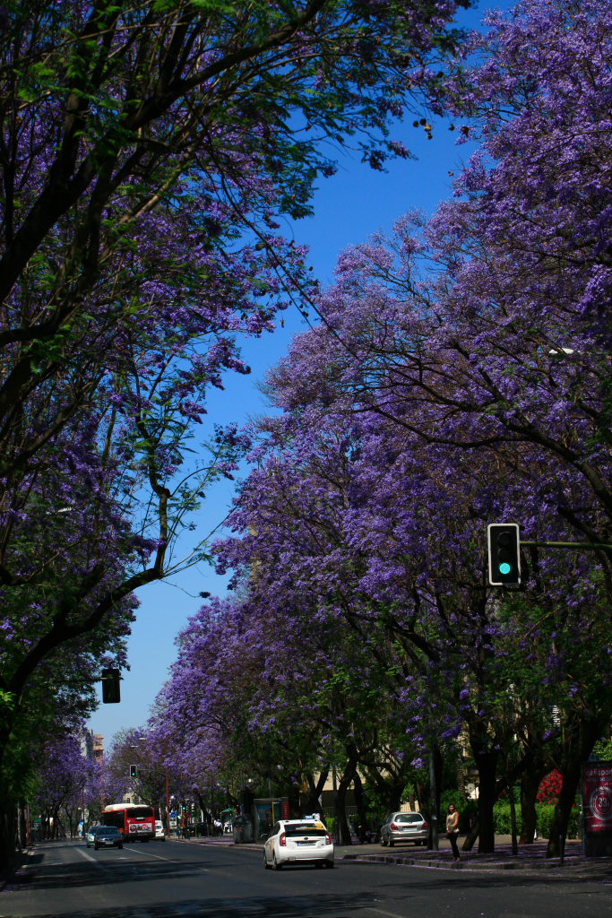 塞维利亚街景 摄影 吾本布衣