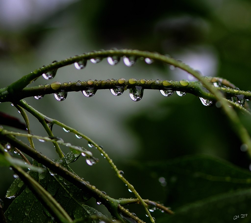 青岛雨中的水滴 摄影 qdzp