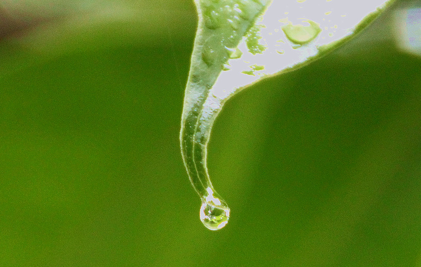 绿色的雨滴 摄影 暮秋琳子