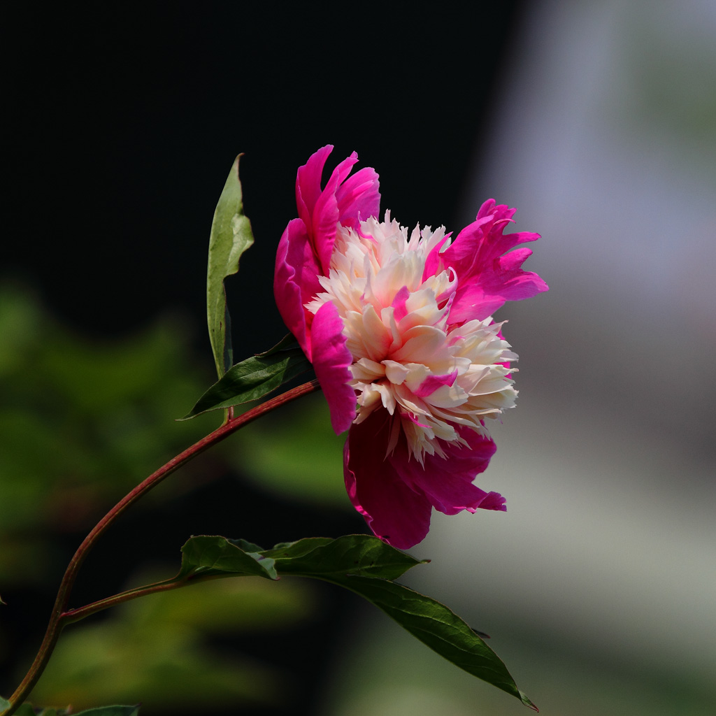 芍药花3 摄影 阳澄摄徒