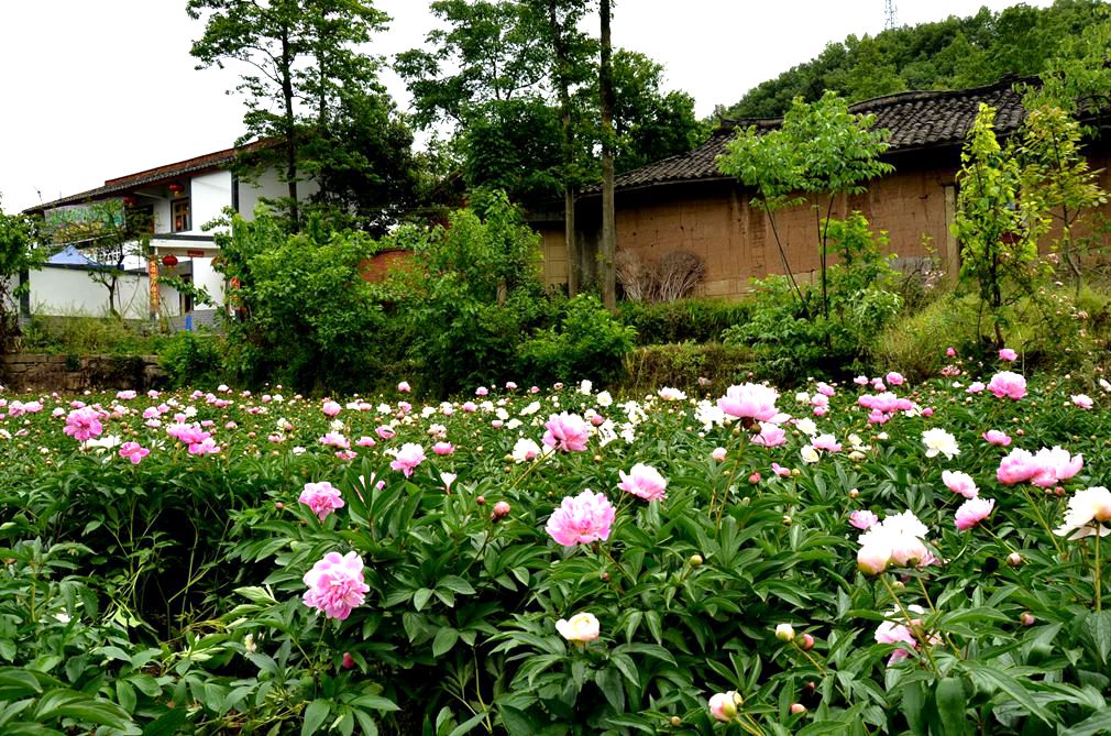 随拍 【81】___芍药花开 摄影 爱兰居士