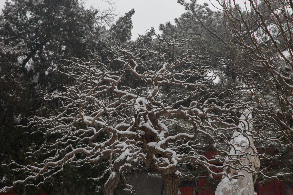 颐和园春雪25 摄影 楚天舒