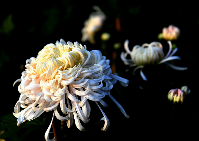 “不是花中偏爱菊，此花开尽更无花” 摄影 曹开林