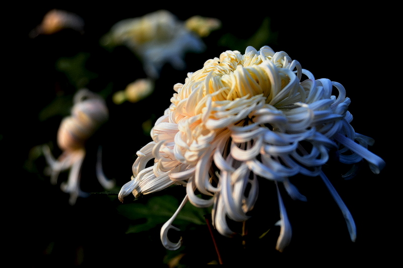 “不是花中偏爱菊，此花开尽更无花” 摄影 曹开林