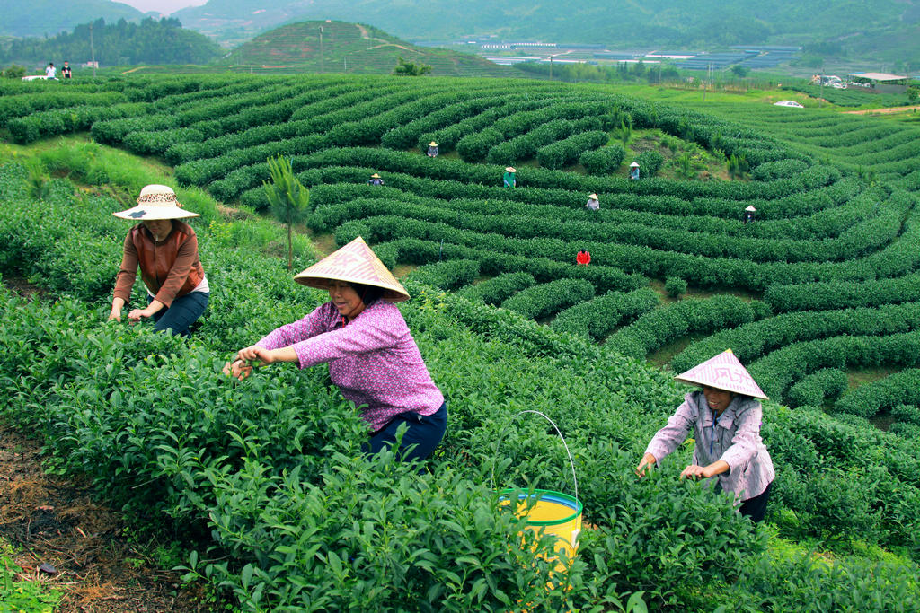 采茶 摄影 香瓜虫