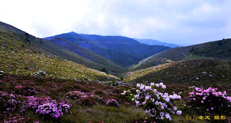 杜鹃花红大凉山 摄影 lsjy老龙