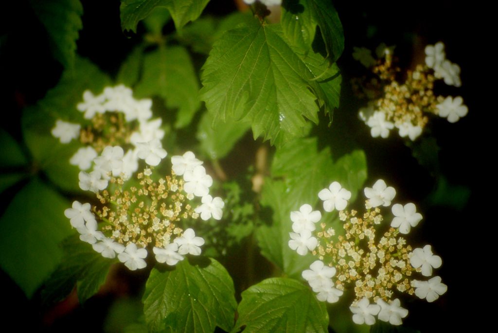 白环花1 摄影 大白三谷