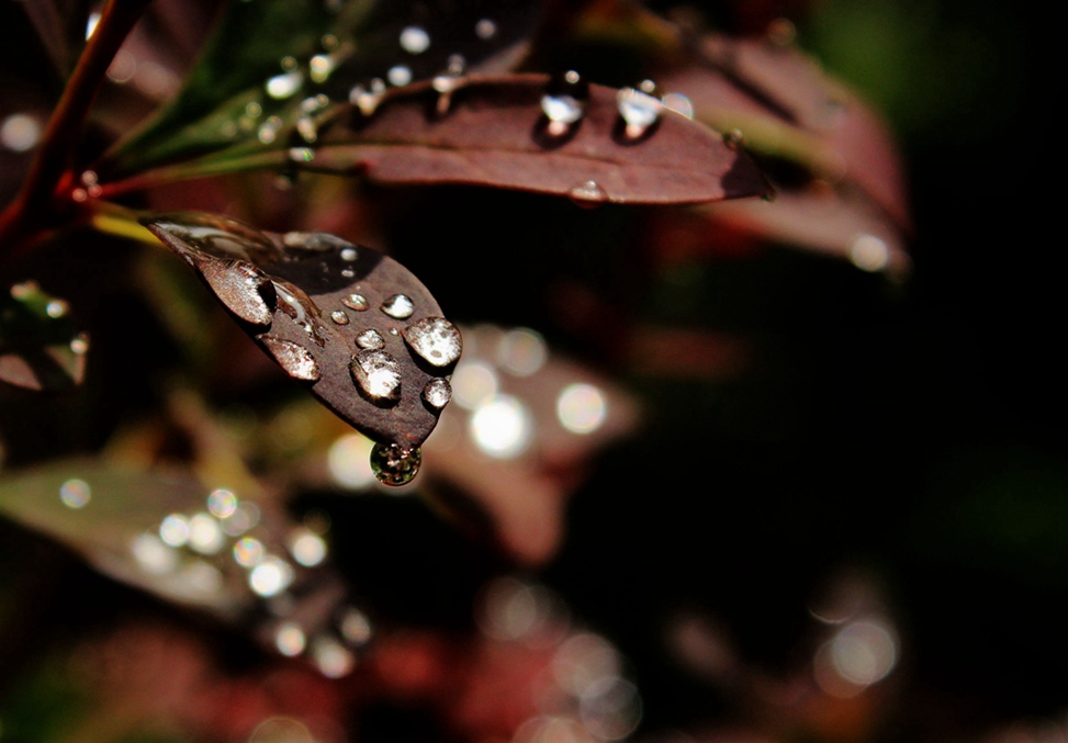 昨夜有场雨 摄影 过了