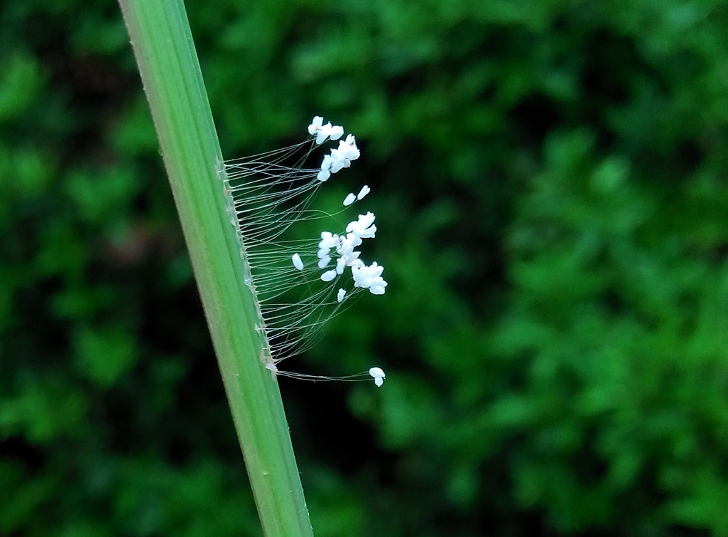 《优昙婆罗花》 摄影 古月雪音