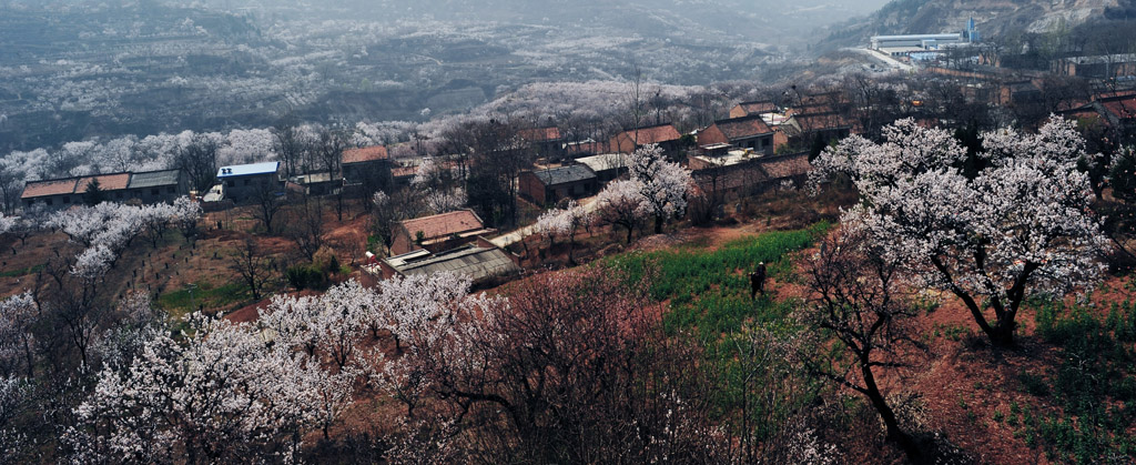 杏花沟 摄影 嵯峨明月