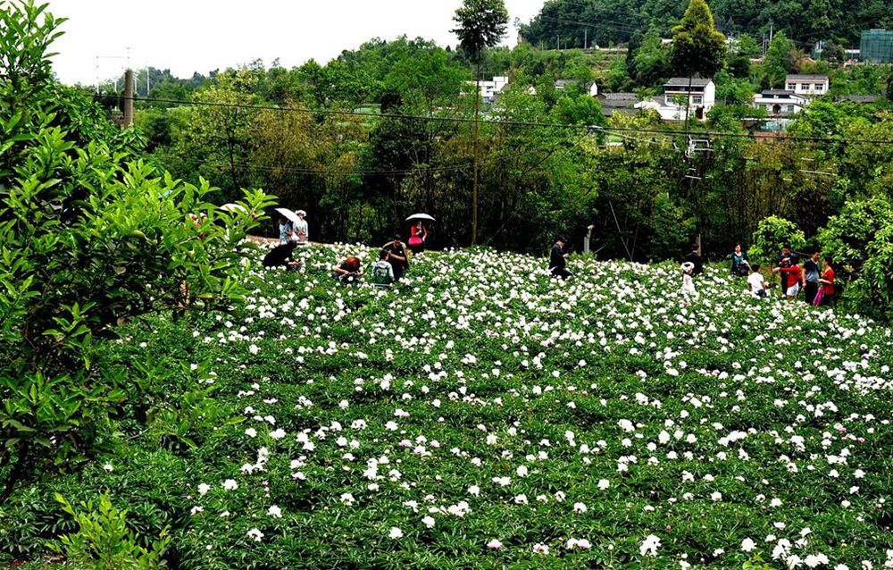 随拍【83】__赏花芍药谷 摄影 爱兰居士