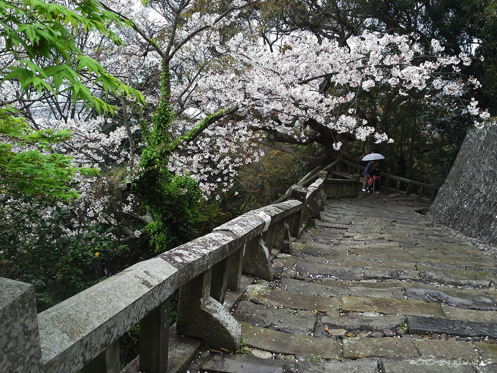 【東瀛花路拾日譚の追雨久能山】02 摄影 狂来舞剑