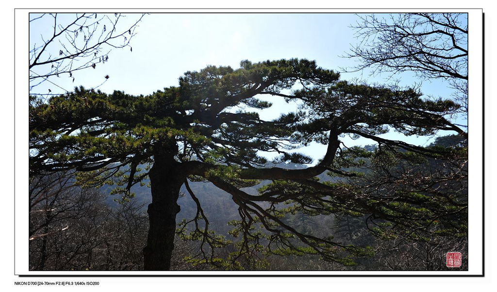 黄山印象------5  黄山松 摄影 翟永生