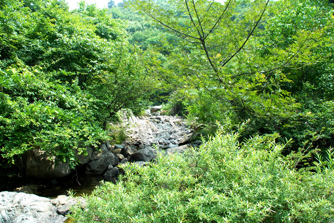 西九华山的植被 摄影 淙水秀才