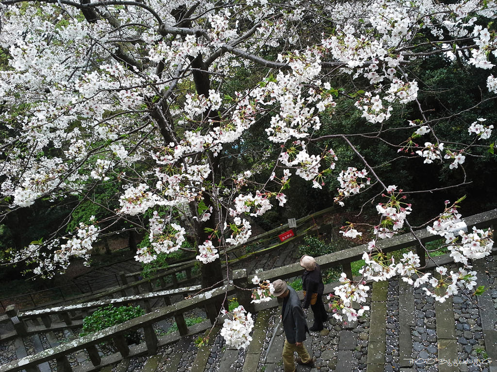 【東瀛花路拾日譚の追雨久能山】06 摄影 狂来舞剑