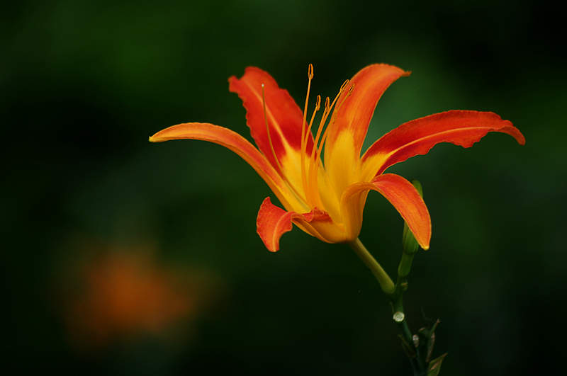 萱草花 摄影 心有芊芊