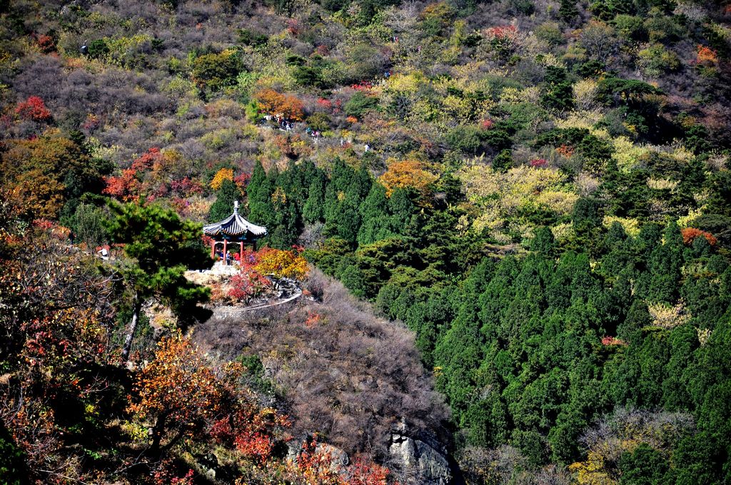 香山早晨 摄影 雁南飞.