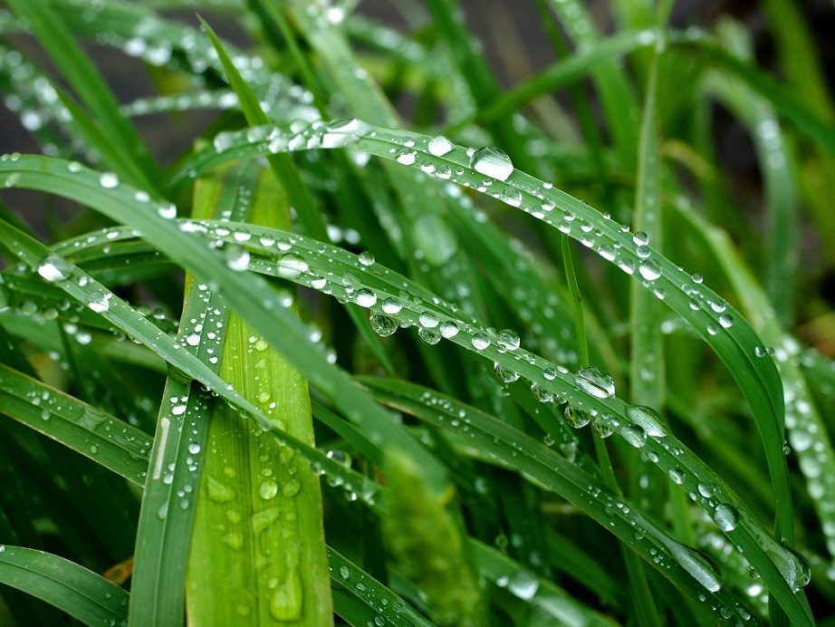 晨曦雨露 摄影 幻影流动