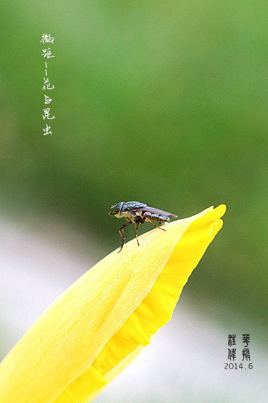 花与昆虫 摄影 姑苏拍客