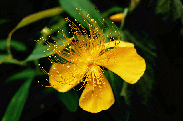 小花 摄影 guntogun