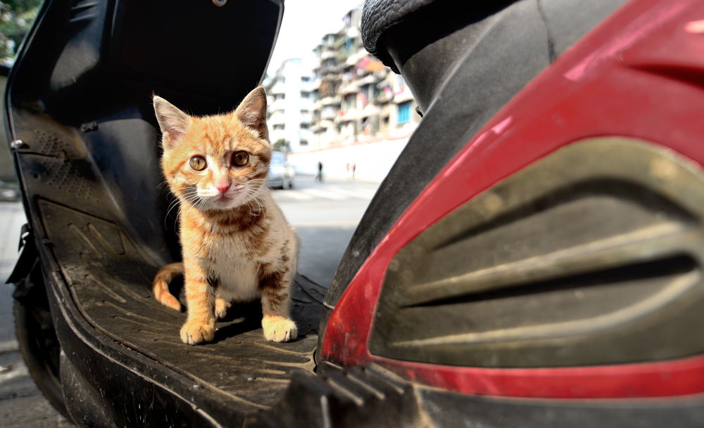 机警小猫 摄影 luzhouzjy