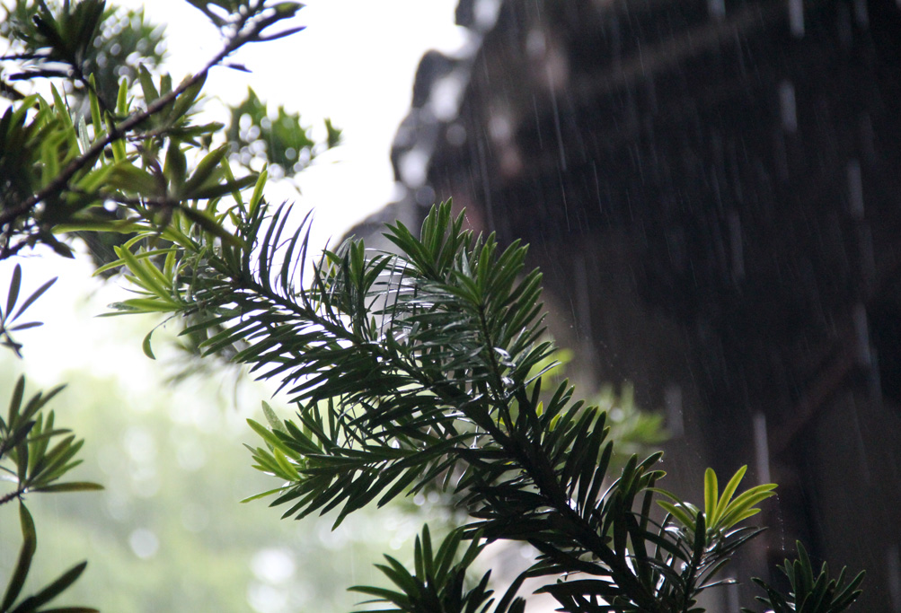 在雨中之四 摄影 梵老爹