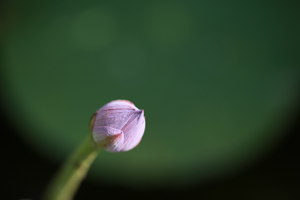 菱花镜 摄影 菊向东篱