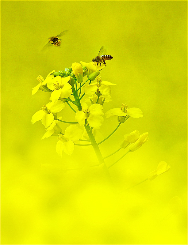 油菜花与小蜜蜂 摄影 静野