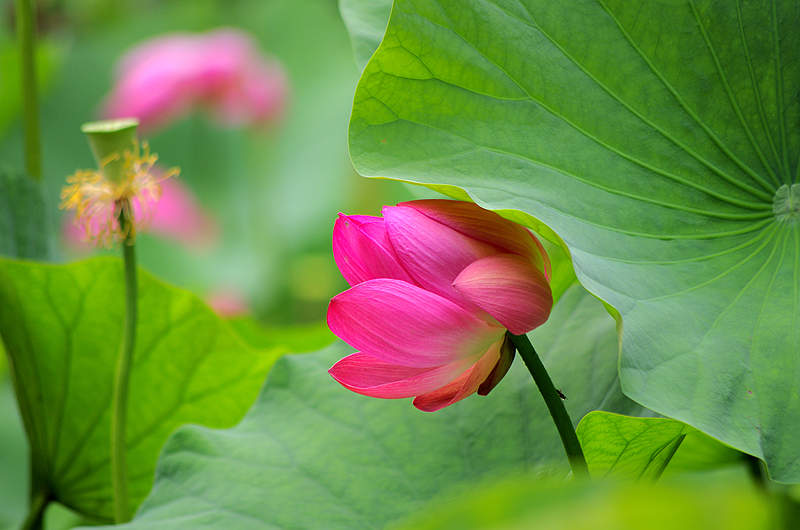 2014荷花（1） 摄影 心有芊芊