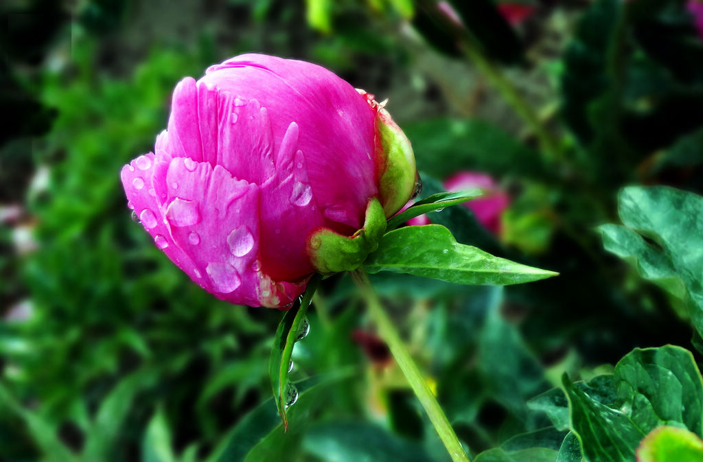 雨后 摄影 祁连魂