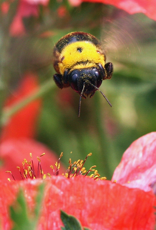 采花蜂 摄影 wangshihua