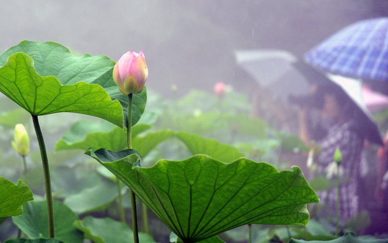 雨中赏荷 摄影 曹开林