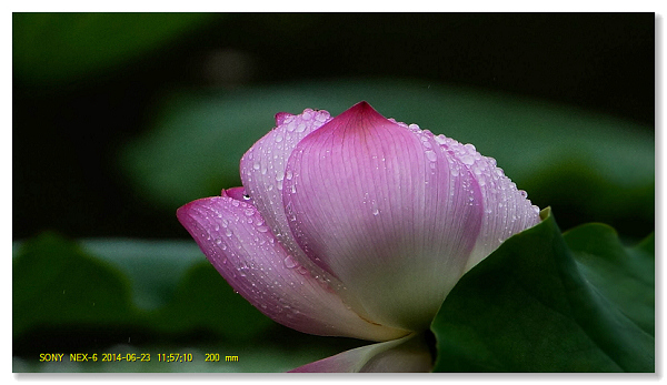 雨中荷花 摄影 求其讲一讲