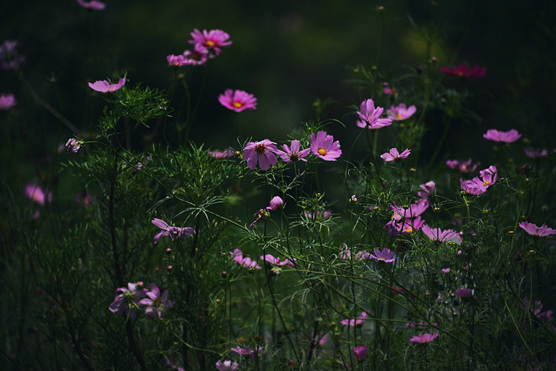 格桑花 摄影 恍若月光