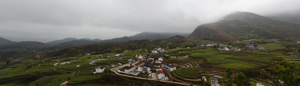 遍地黄花分外香 摄影 liyan