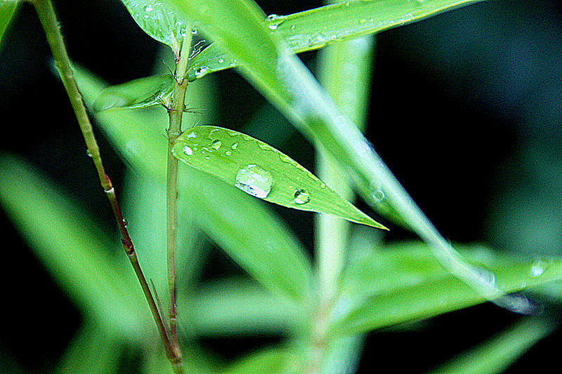 朝露2 摄影 暮秋琳子