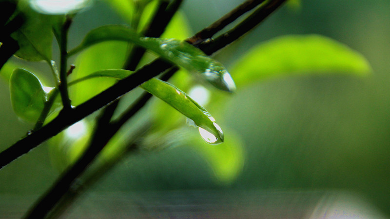 朝露1 摄影 暮秋琳子