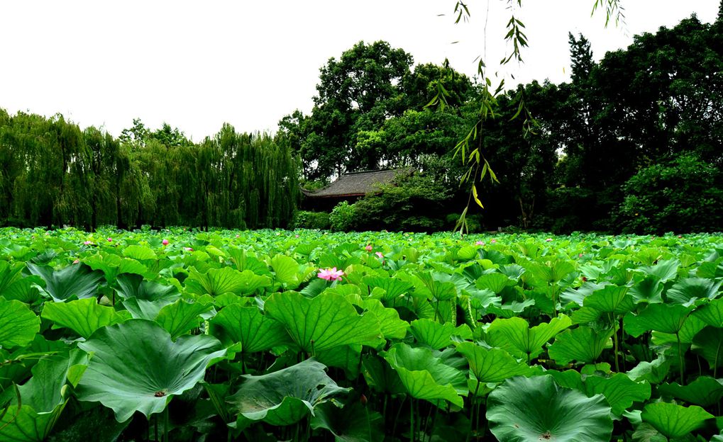 桂湖赏荷 摄影 爱兰居士