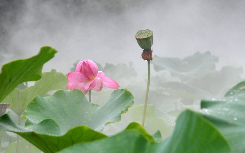 雨中花令.问荷2 摄影 曹开林