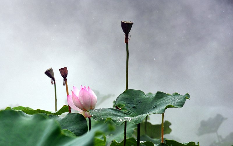 雨中花令.问荷 摄影 曹开林