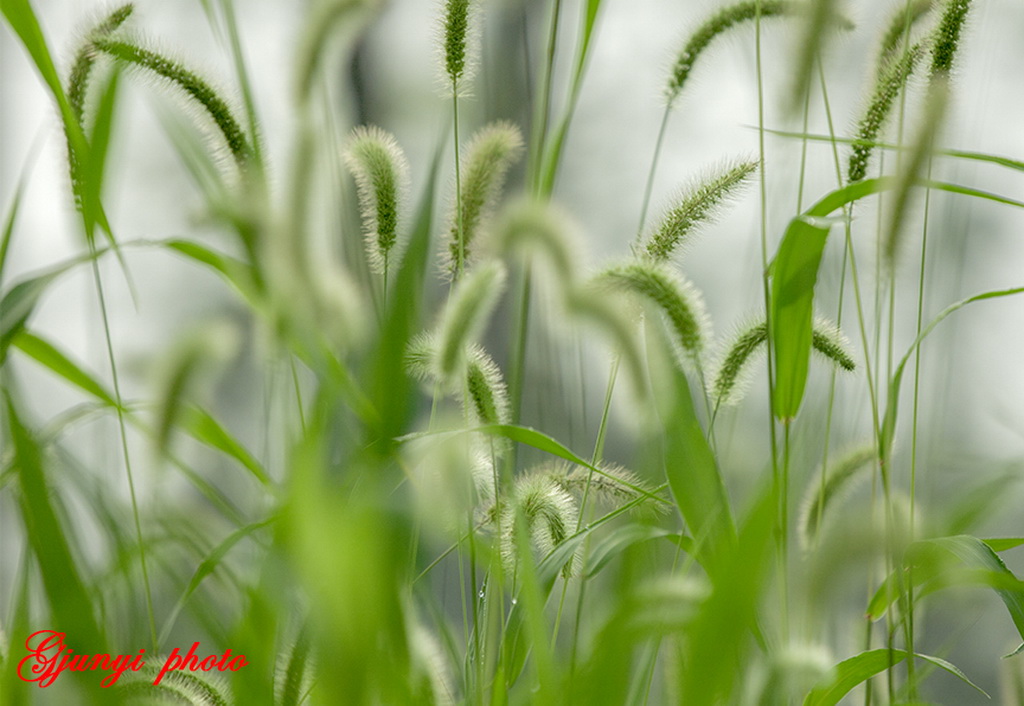 狗尾草 摄影 gujunyi803