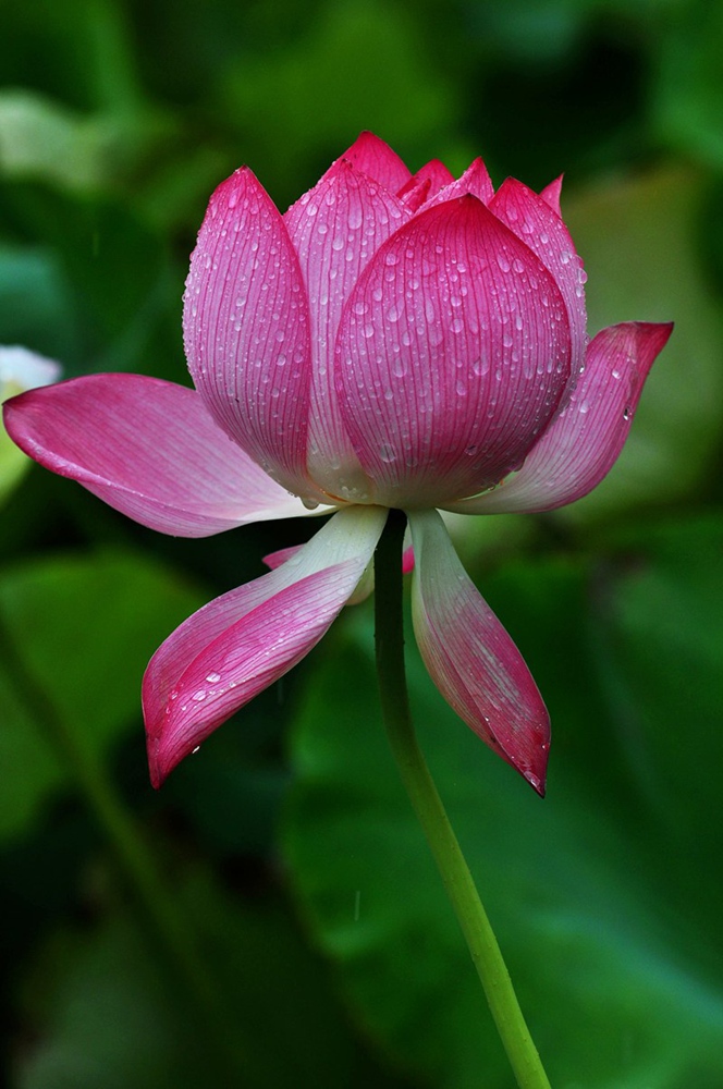 雨中荷花 摄影 上海逍遥