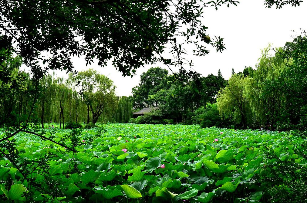 桂湖赏荷【3】 摄影 爱兰居士