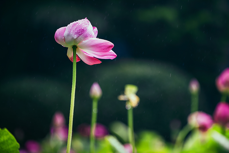 雨荷 3 摄影 艺韵