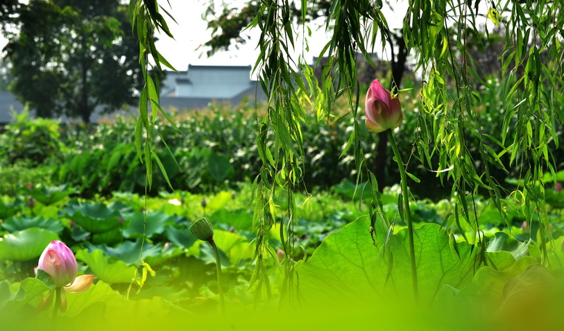 荷红柳绿 摄影 liuguorong