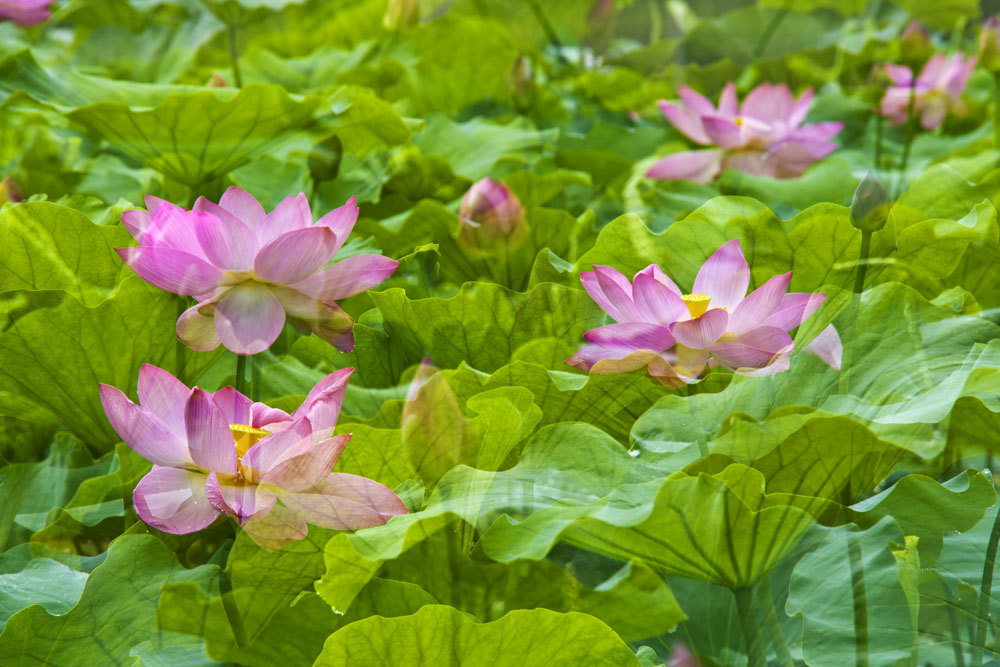 荷之梦 摄影 山地蚂蚁