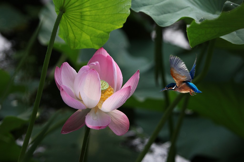 荷花翠鸟图 摄影 kangj