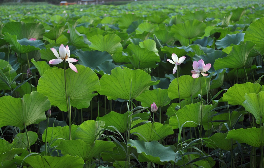 2014雅荷 摄影 夏至秋实